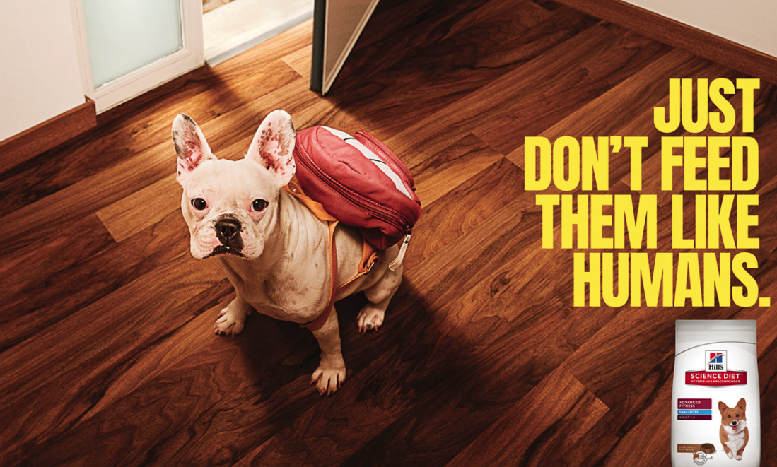 Banner: French bulldog wearing a red school backpack on a wooden floor