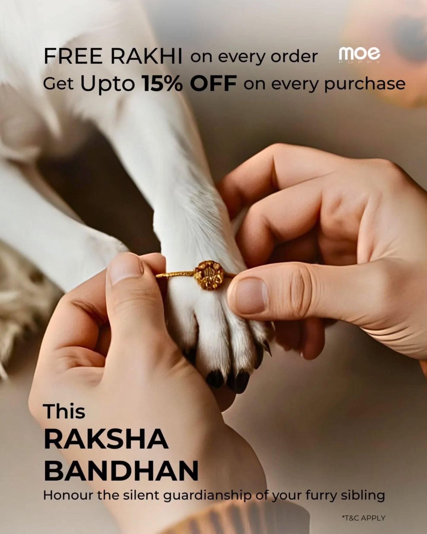Hands tying a gold rakhi on a white dog's paw