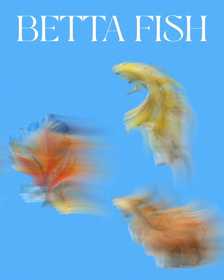 Aquarium Shops creative ad: Motion-blurred bettas, minimal editorial type