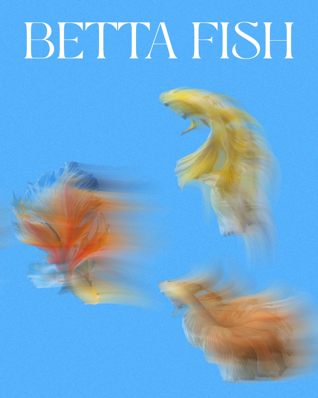 Instagram post: Motion-blurred bettas, minimal editorial type