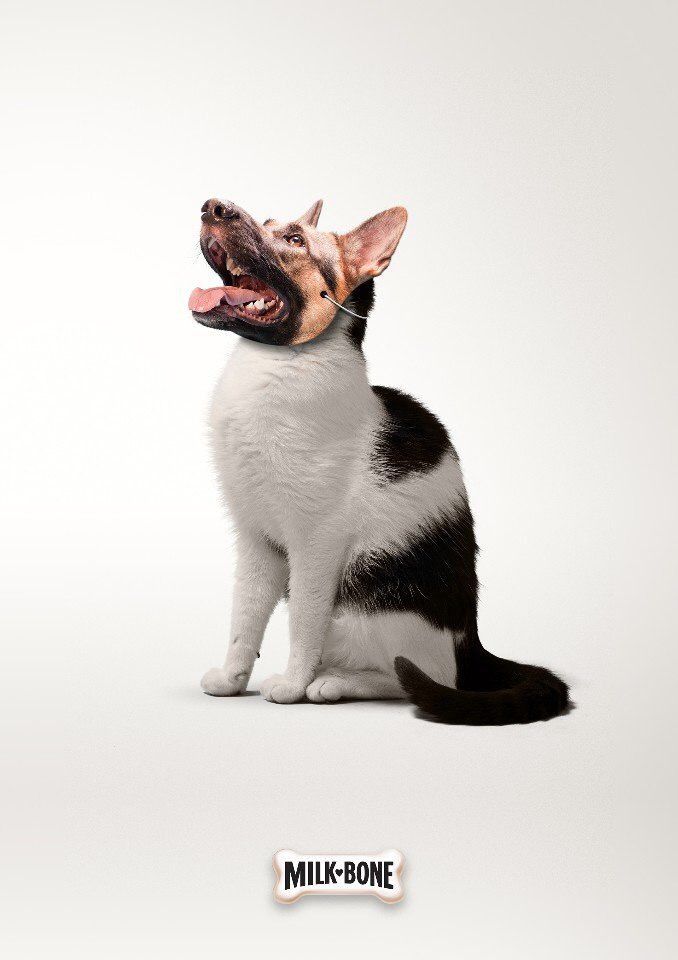 Poster: Cat wearing a German shepherd face mask