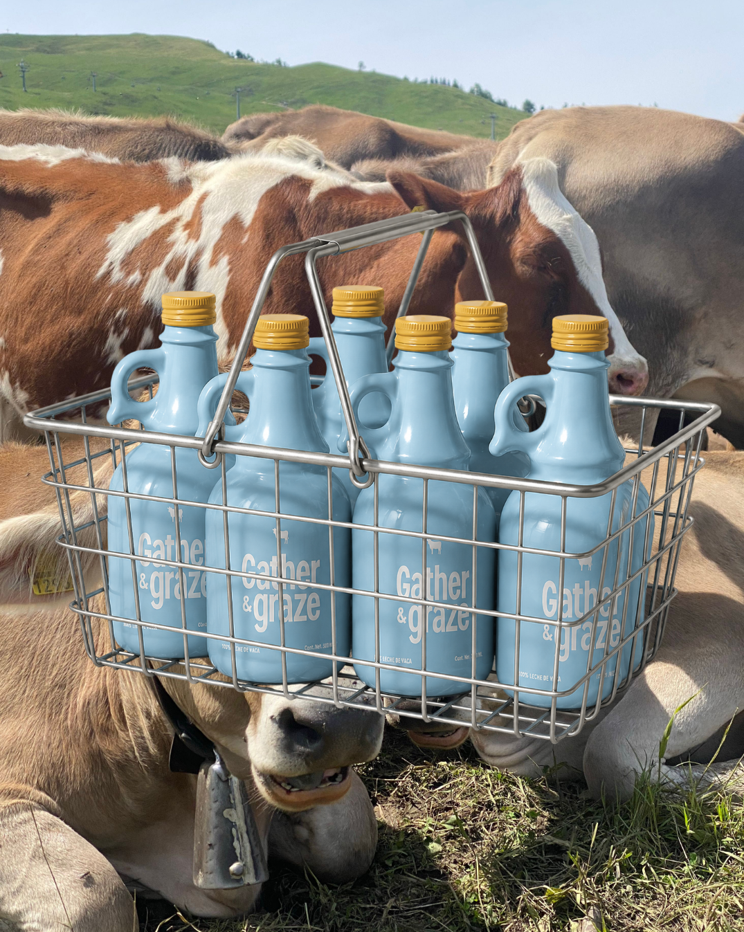 Instagram post: Cow carrying its own milk basket
