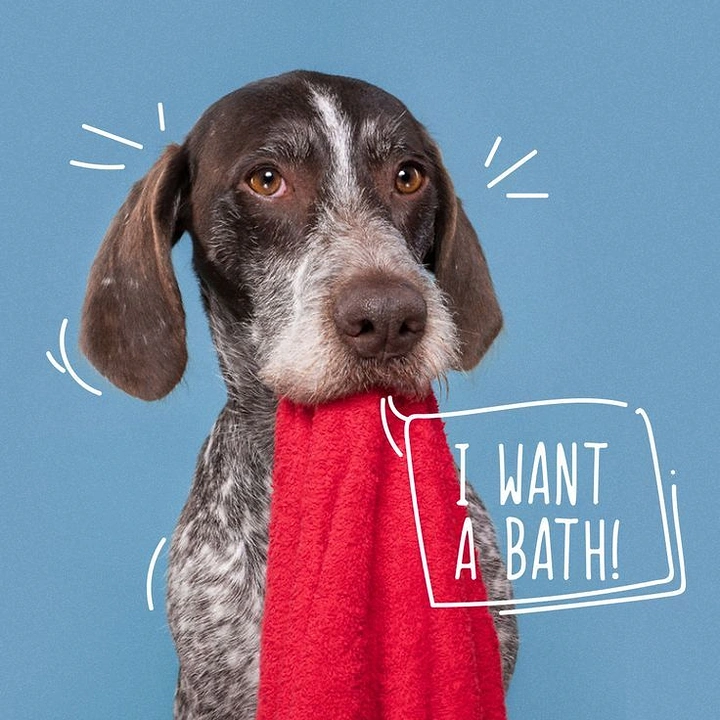 Pet Grooming creative ad: Dog holding towel begging 'I want a bath'