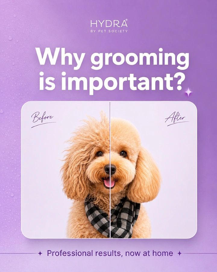 Pet Grooming creative ad: Split-face before/after poodle