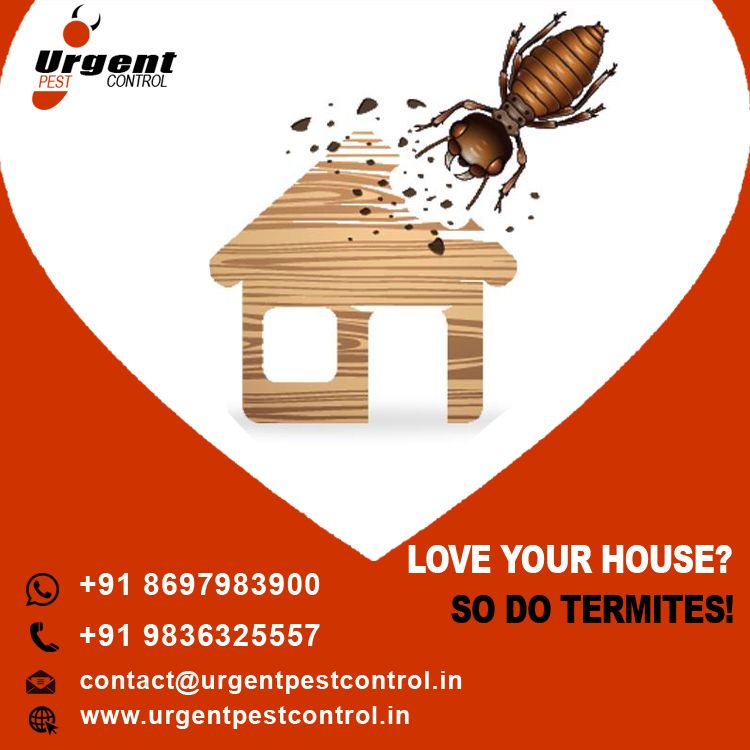 Instagram post: 'Love your house? So do termites!' heart