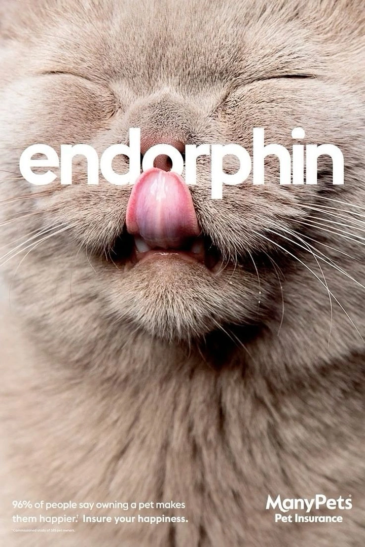 Pets creative ad: Extreme close-up of blissful cat licking its nose