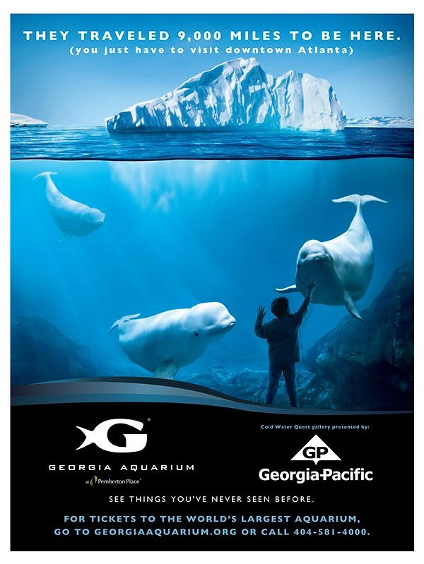 Aquarium Shops creative ad: Beluga traveled 9,000 miles copy hook