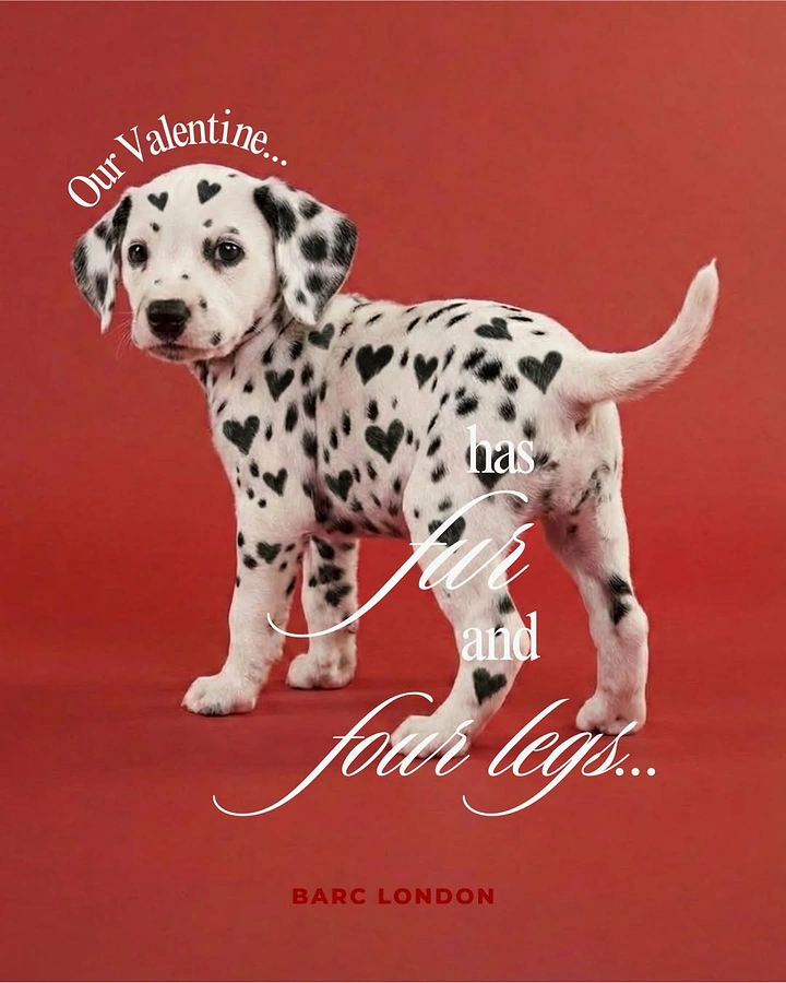 Valentine's Day creative ad: Dalmatian puppy with heart-shaped spots on a red backdrop