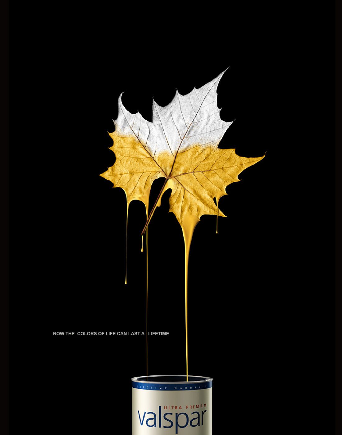 Poster: Maple leaf half dipped in golden-yellow paint dripping into a can