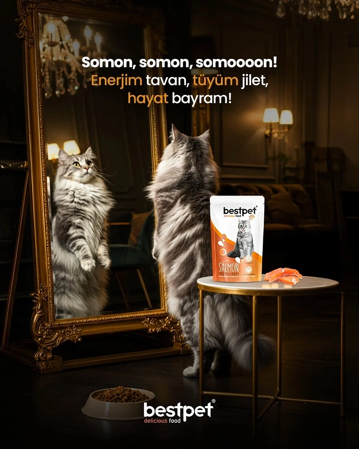 Creative ad: Fluffy cat standing and admiring its reflection in a gilded mirror beside a pet food pouch