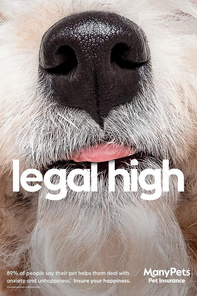 Insurance creative ad: Extreme close-up of a fluffy white dog's nose and tongue