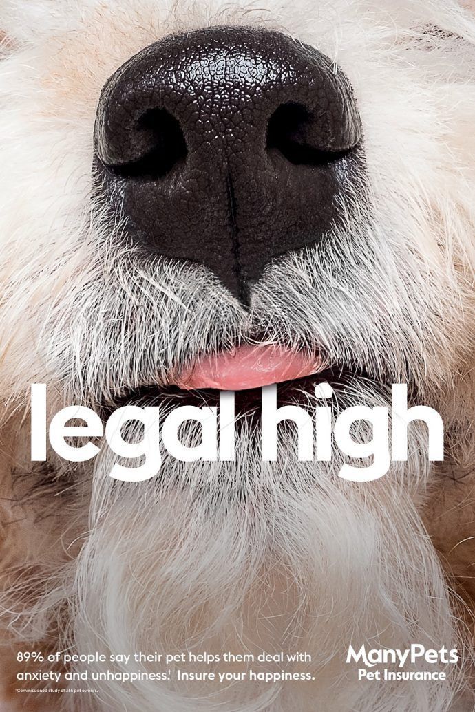 Extreme close-up of a fluffy white dog's nose and tongue
