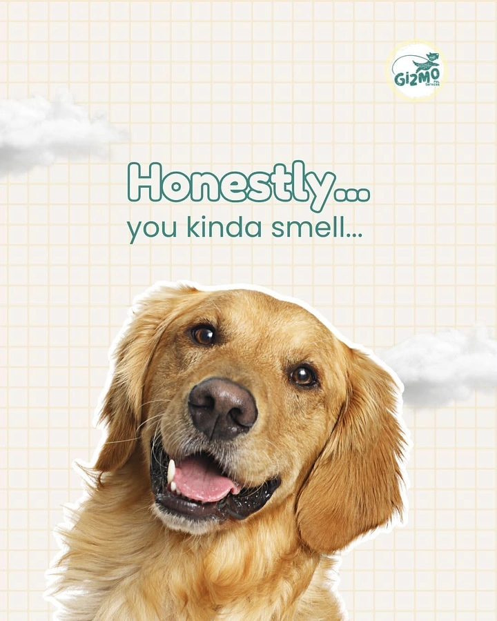 Pet Grooming creative ad: Cheeky 'you kinda smell' copy, grinning dog