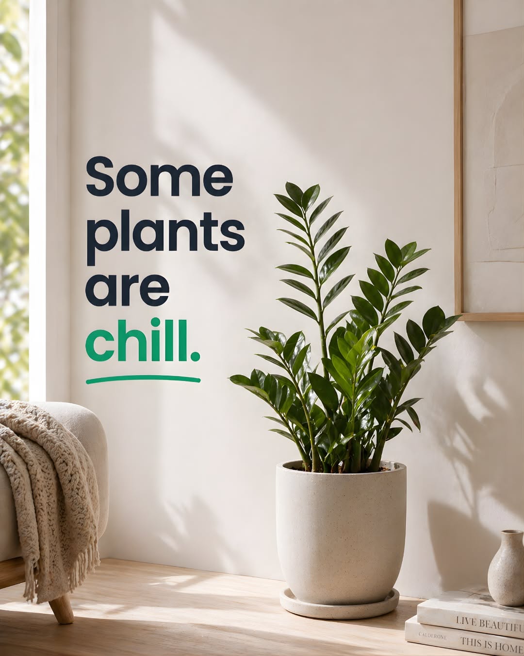 Carousel: Cluster of assorted houseplants in textured pots in a sunlit corner, slide 2