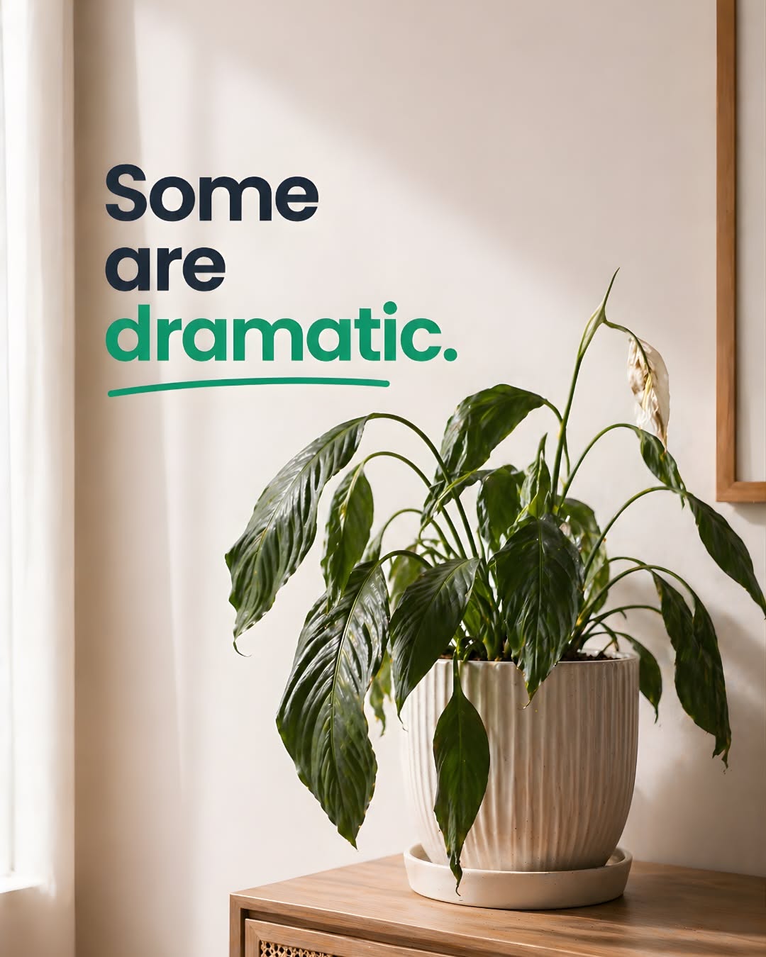 Carousel: Cluster of assorted houseplants in textured pots in a sunlit corner, slide 3