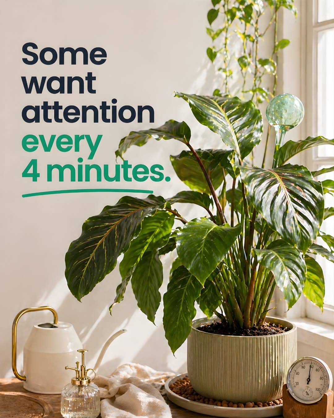 Carousel: Cluster of assorted houseplants in textured pots in a sunlit corner, slide 4