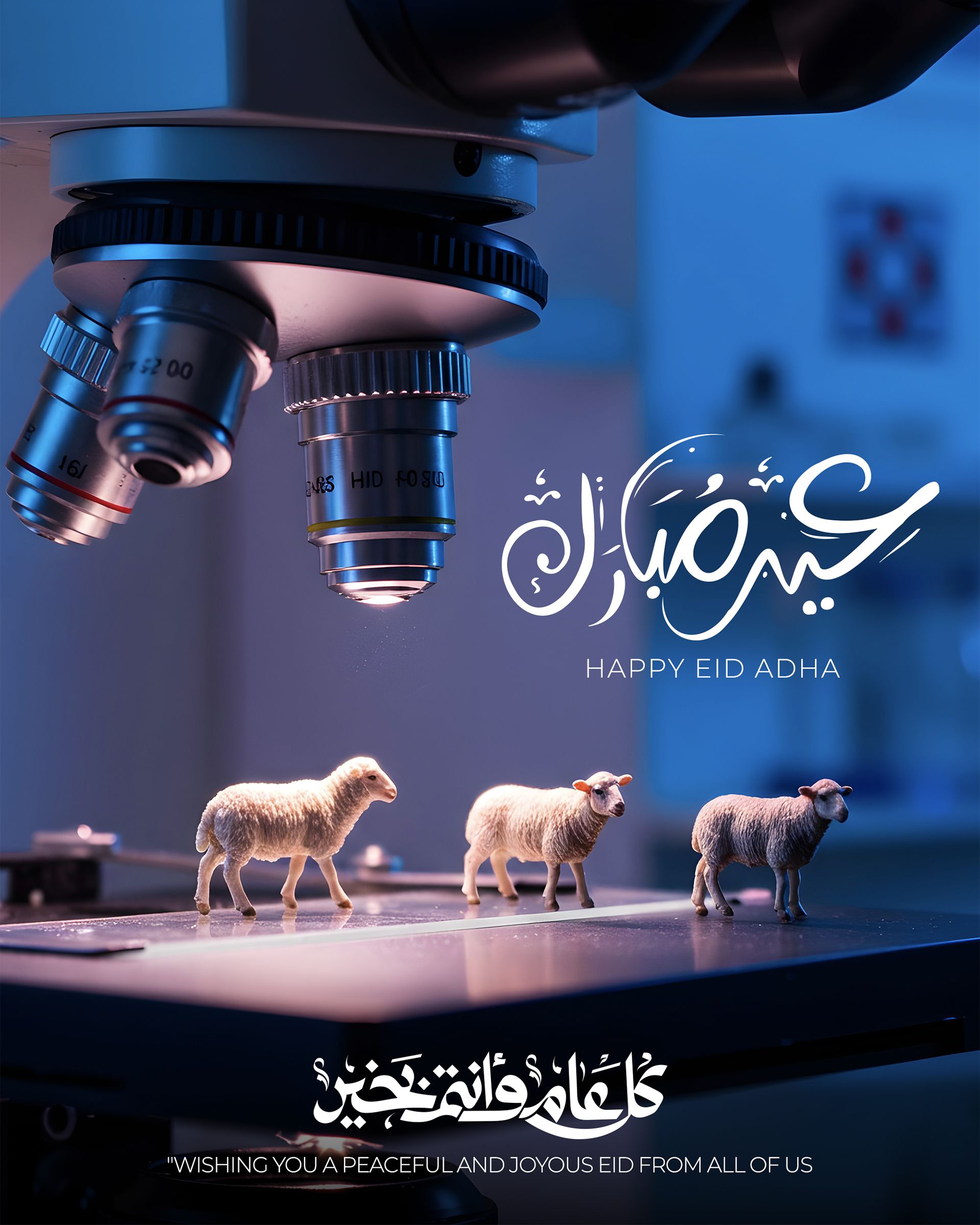 Eid Instagram post: Miniature sheep on a microscope stage